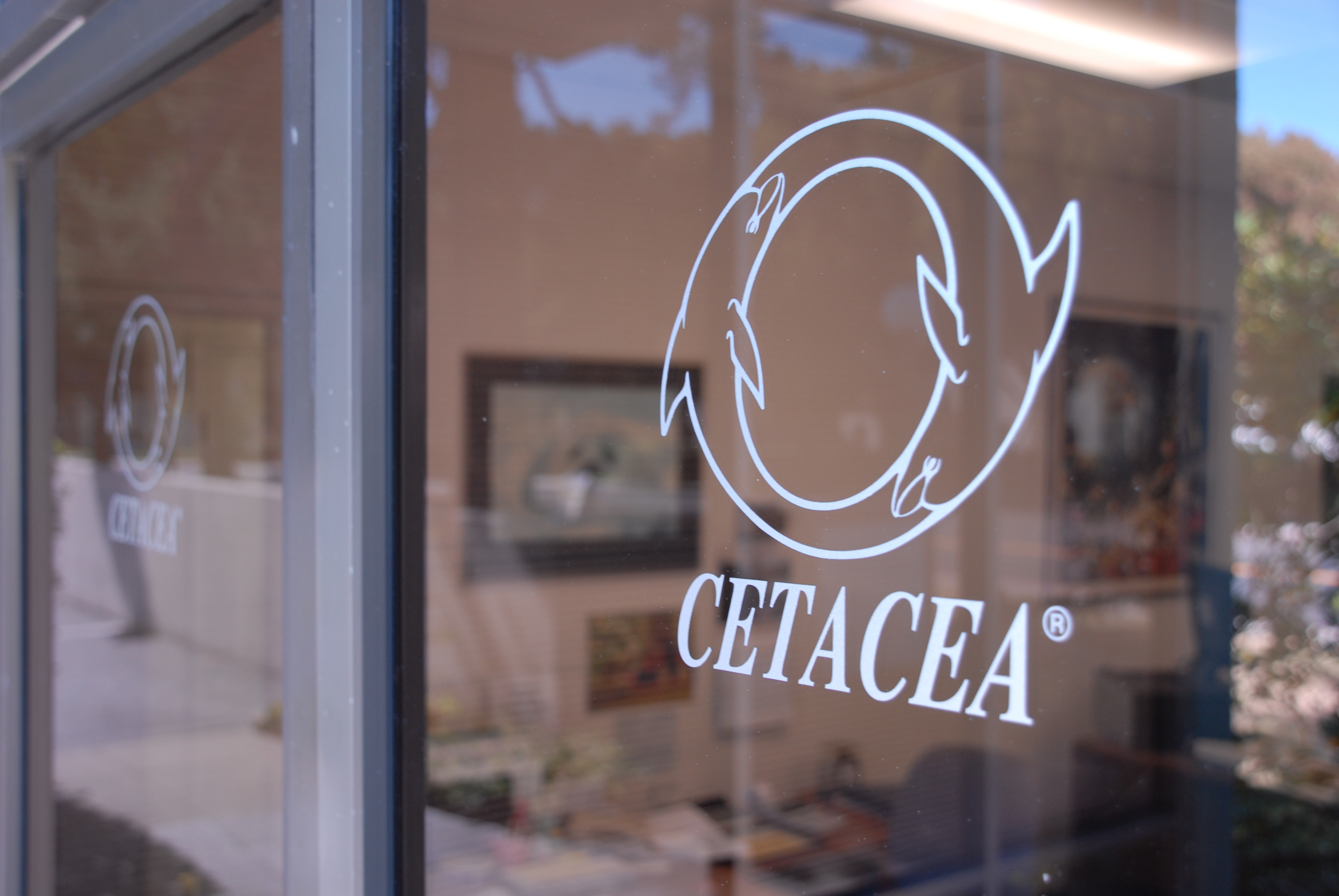 Cetacea